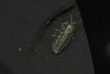 Pyritized Triarthrus Trilobite With Appendages - New York #129109-1